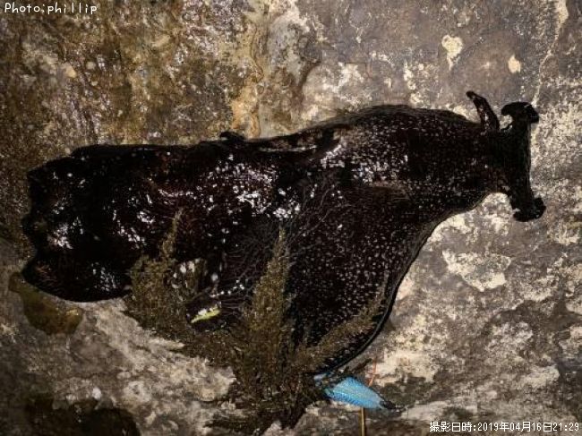 �����ޥͥ�