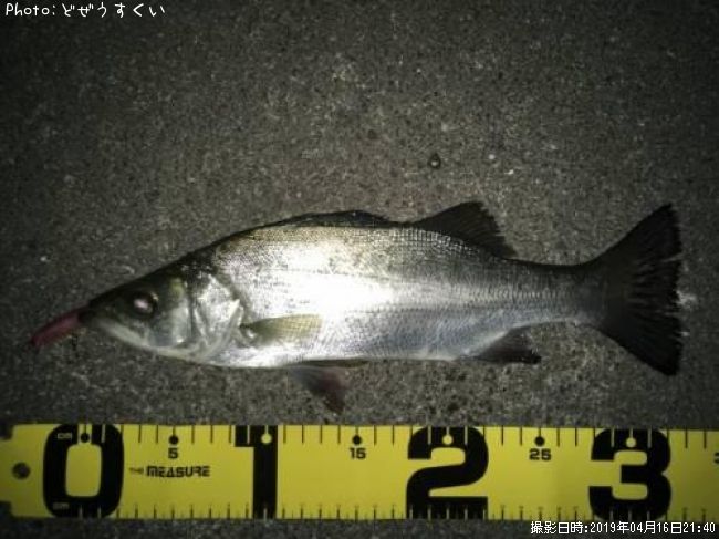 �����Х��ʥҥ饻������