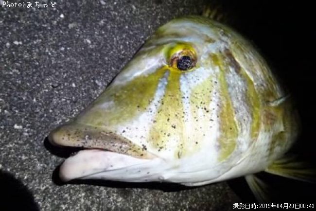 ���ޥ�ڥϥޥե��ե���