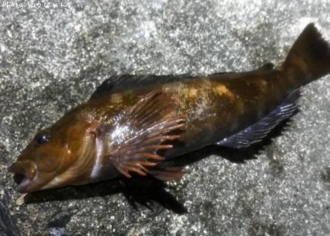 �����ʥ�