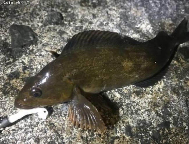 �����ʥ�