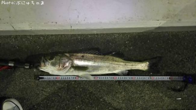 �����Х�