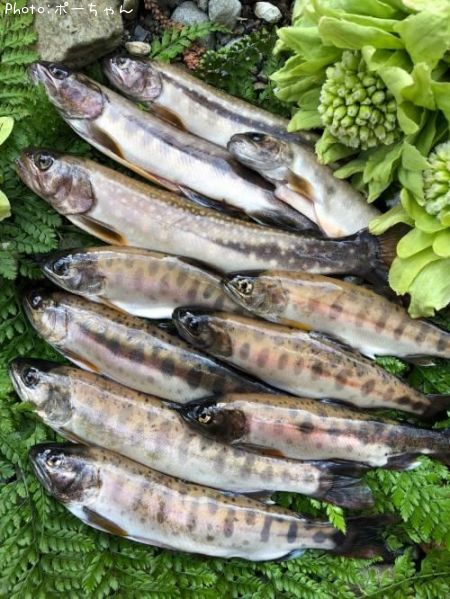 �������ޥ�