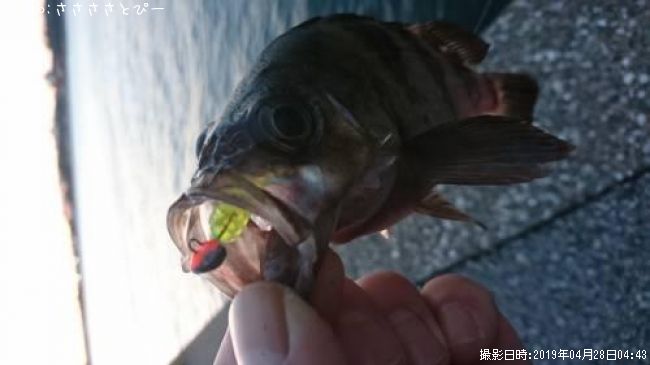 ��Х����饽��