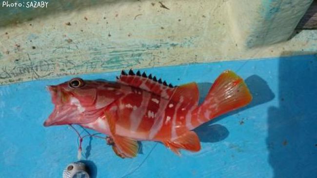 �����ϥ�