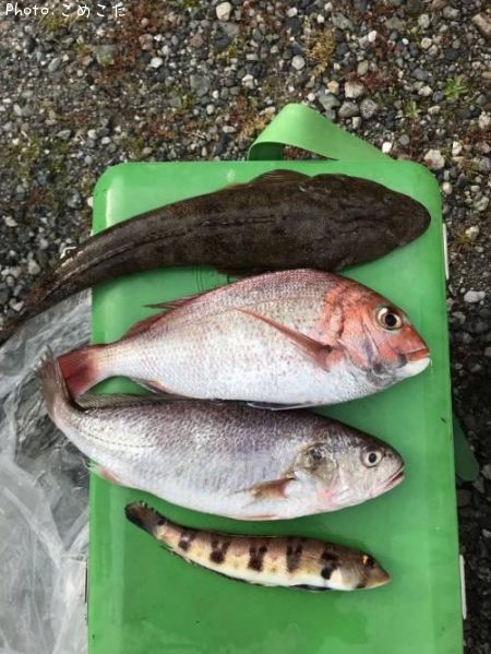 �䡢�ޥ������ȥ饮�����������