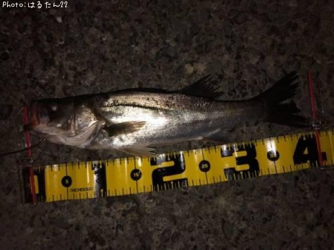 �����Х�