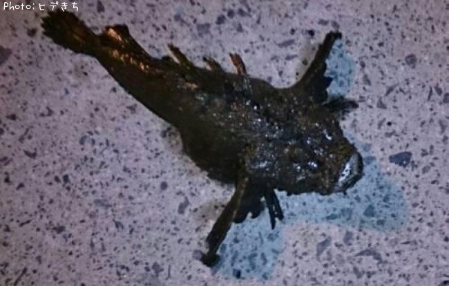 ���˥�����