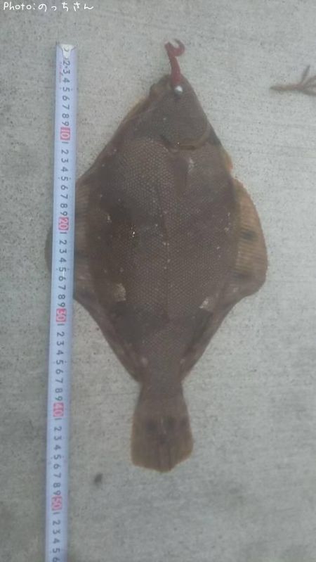 �ۥ����쥤