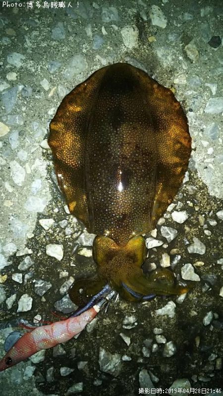 �����ꥤ��