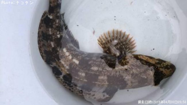 �����ʥ�