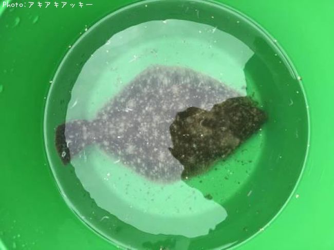 ���쥤
