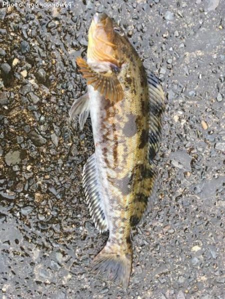 �����ʥ�