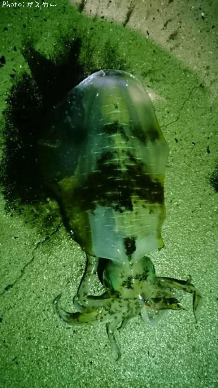 �����ꥤ��