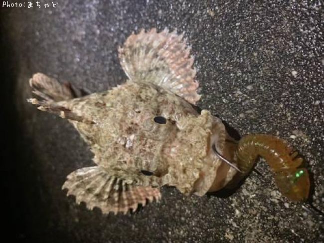 ���˥�����