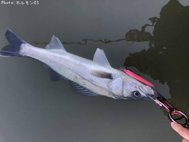 �����Х�