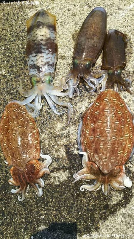 �����ꥤ��