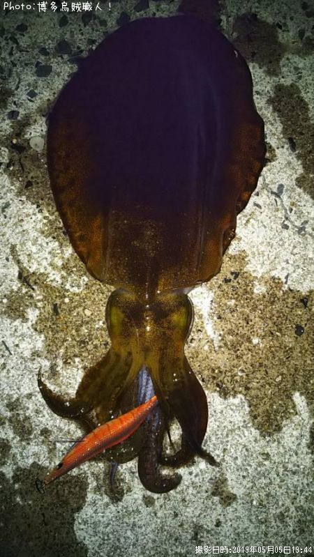 �����ꥤ��