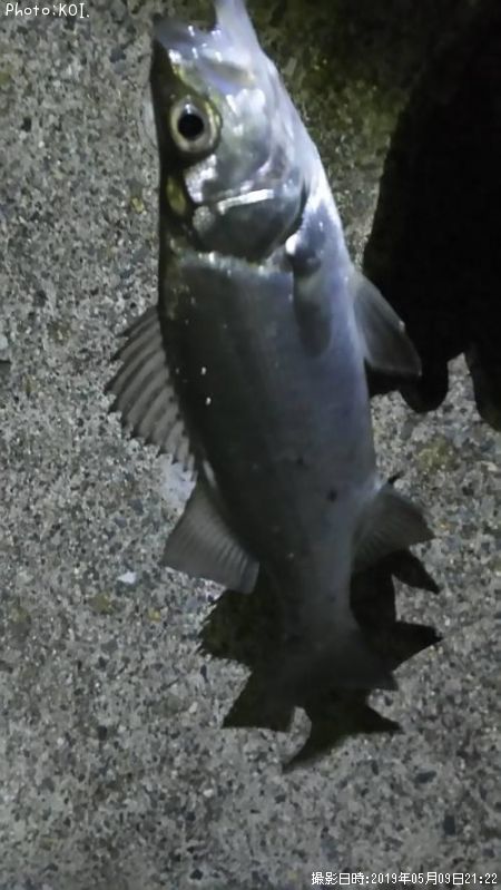 �����Х�