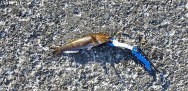 �����ʥ�