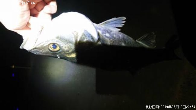 �����Х�