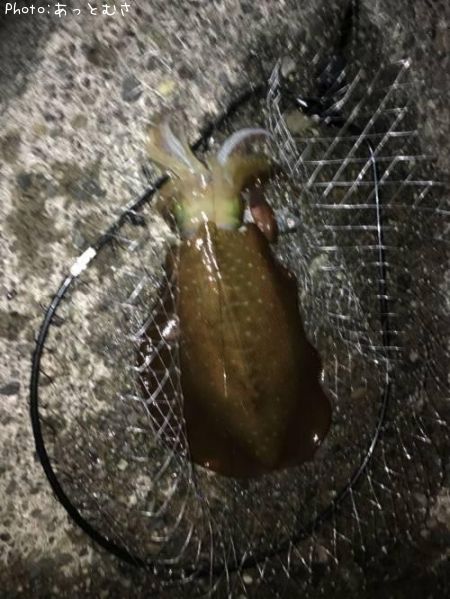 �����ꥤ��