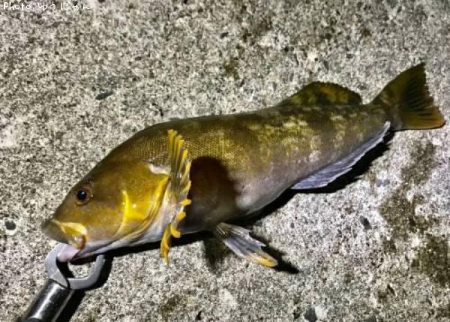 �����ʥ�