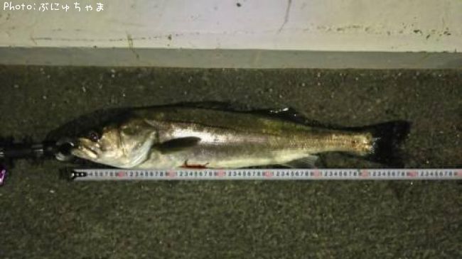 �����Х�