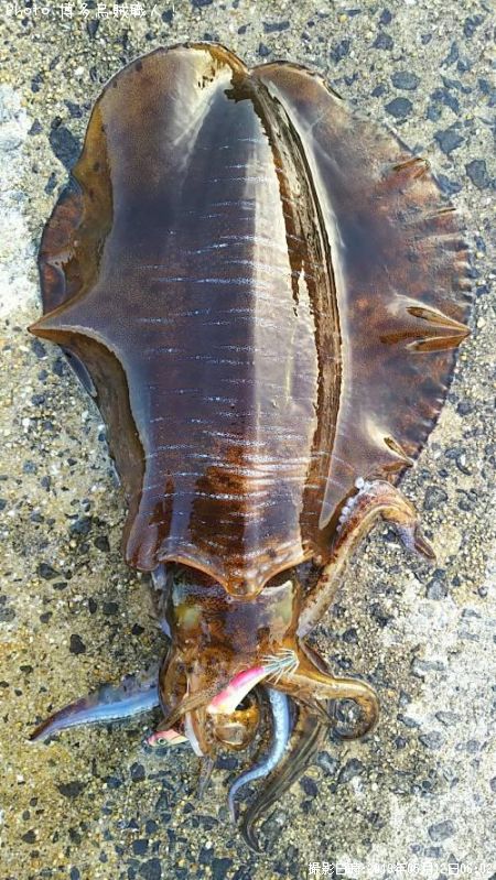 �����ꥤ��