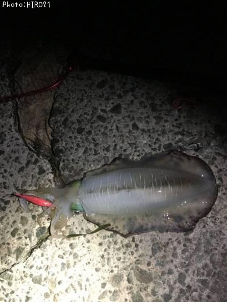 �����ꥤ��