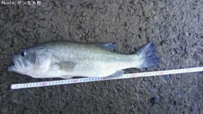 �֥�å��Х�