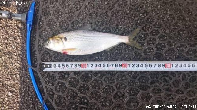 ���Υ���