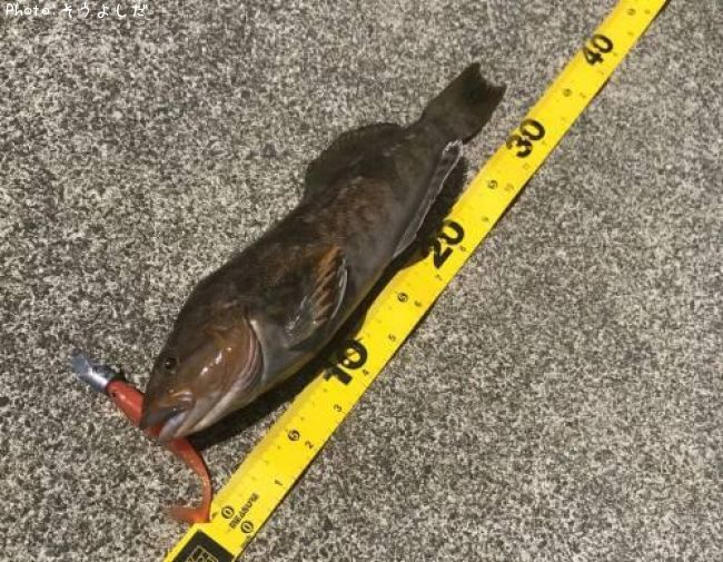 �����ʥ�