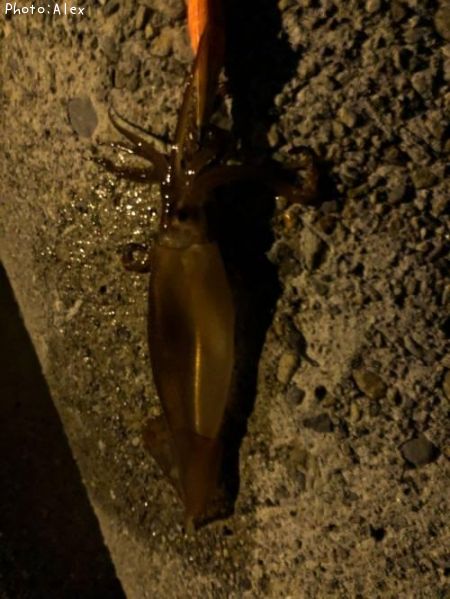 ����ᥤ��