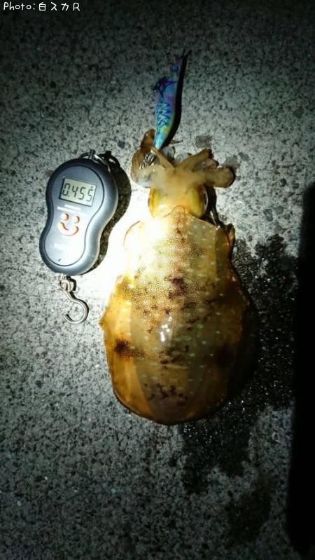 �����ꥤ��