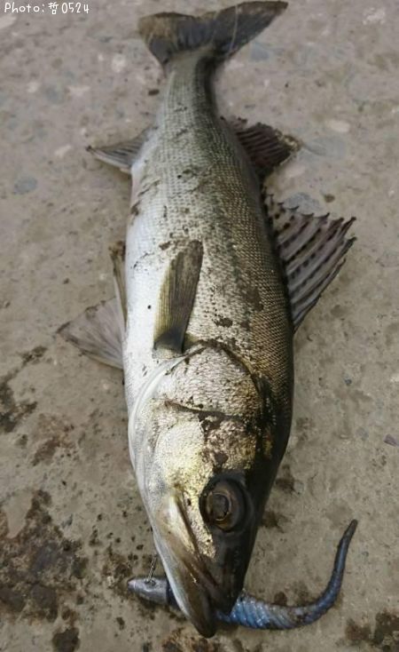 �����Х�