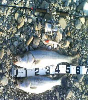 �ޥ륹����