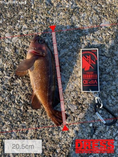 ������Х�