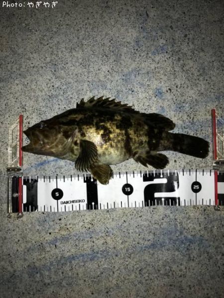 �٥å�������