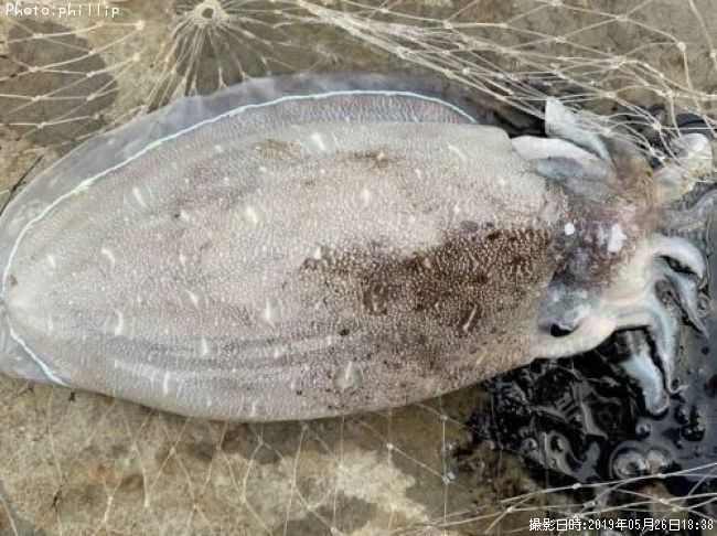 ��󥴥�����