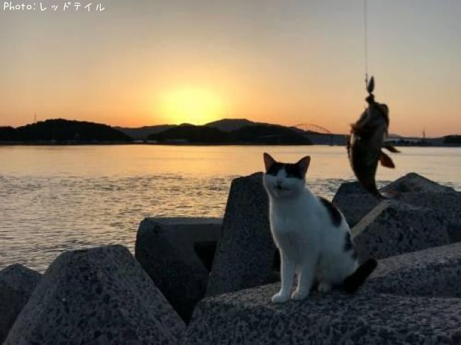 �����Υ���Х�