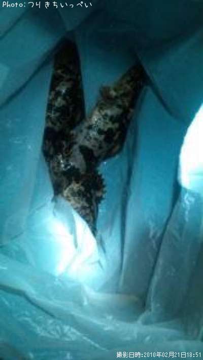 �����Υ���Х�