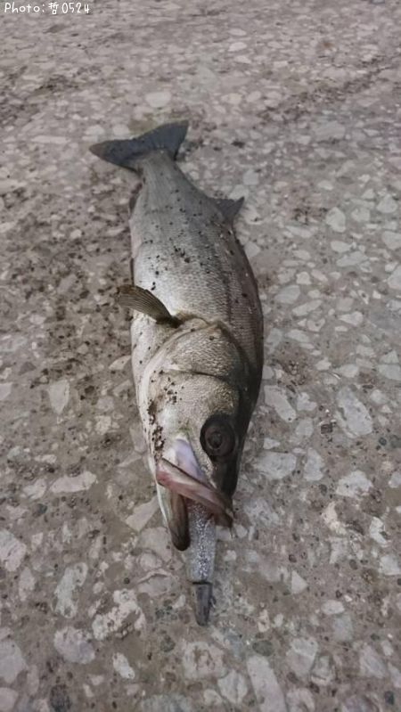 �����Х�