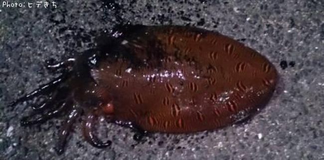 ��󥴥�����