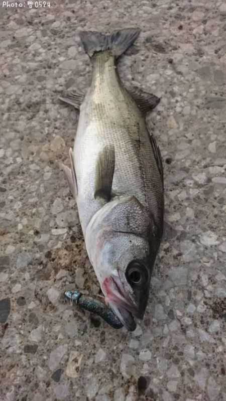 �����Х�