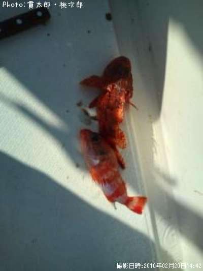 ���˥�����