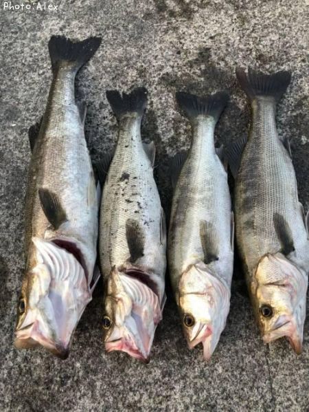 �����Х�