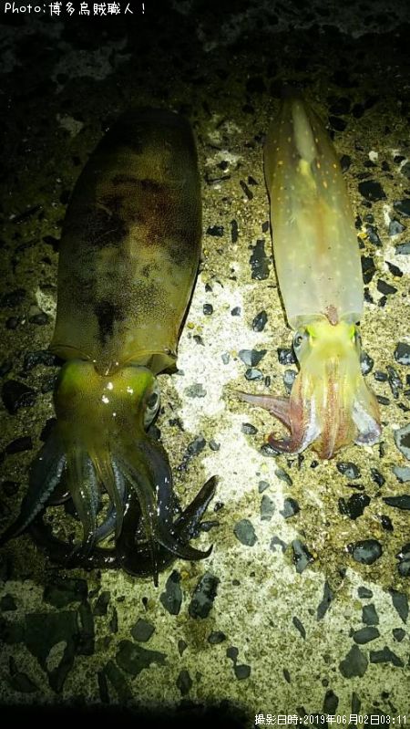 ���󥵥������������ꥤ��