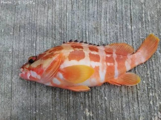 �����ϥ�