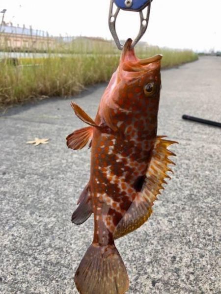 �����ϥ�